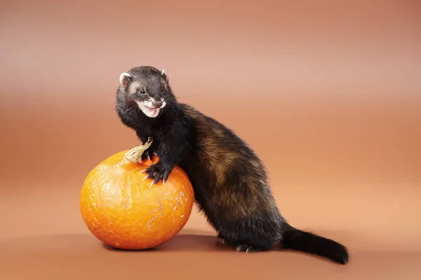 Pet Pumpkin Portrait Furet Studio — Photo