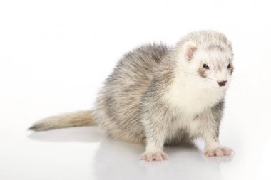 Portre Studio için poz beyaz arka plan üzerinde gümüş gelincik