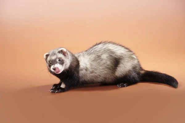 Huisdier Vriend Ferret Portret Studio Bruine Achtergrond — Stockfoto