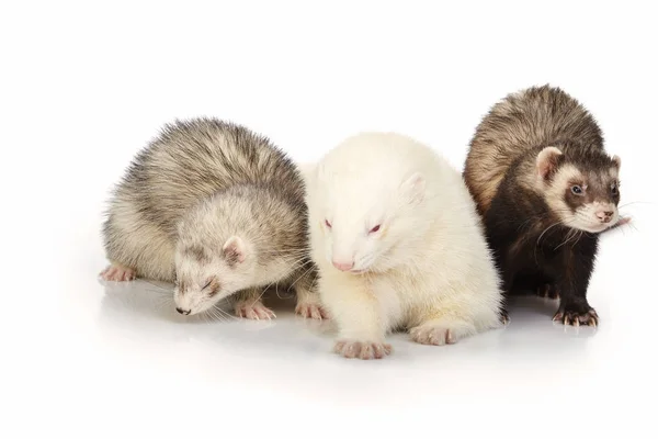 Ferret Trio Vit Bakgrund Poserar För Porträtt Studio — Stockfoto