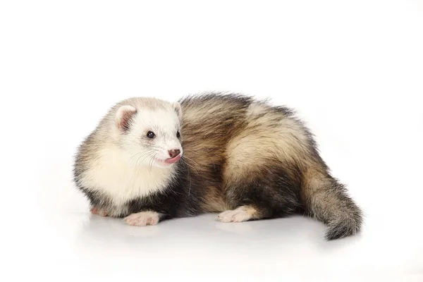 Nice Ferret White Background Posing Portrait Studio — Stock Photo, Image