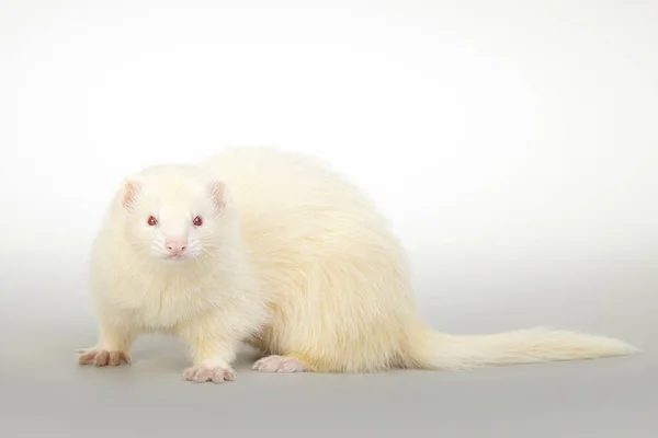 Pet Friend Albino Ferret Portrait Studio — Stock Photo, Image