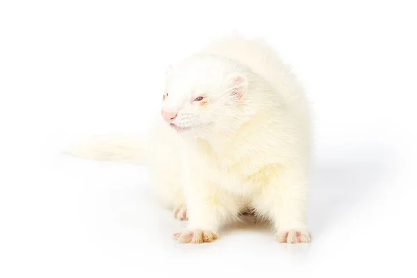 Albino Frettchen Männchen Auf Weißem Hintergrund Posiert Für Porträt Studio — Stockfoto