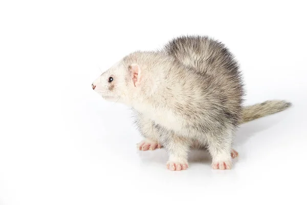 Prata Furão Fêmea Fundo Branco Posando Para Retrato Estúdio — Fotografia de Stock