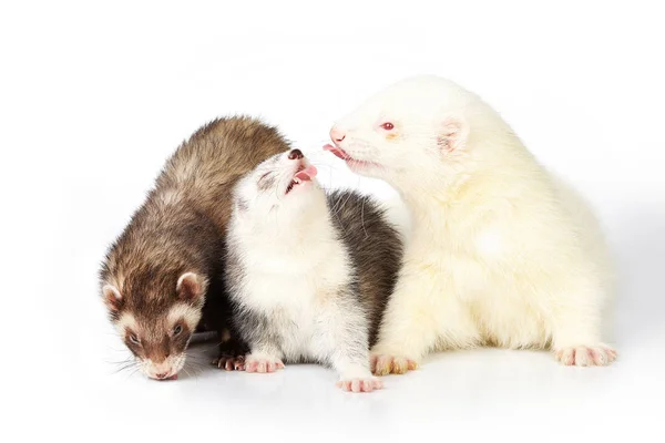 Grupo Furão Com Albino Macho Sobre Fundo Branco Posando Para — Fotografia de Stock