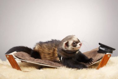 Portre Studio polis tarzı şapka ile yaban gelinciği