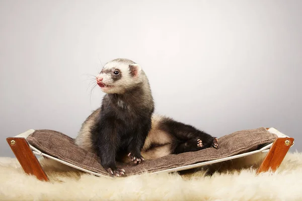 Ferret Portrait Studio Studio Little Sofa — Stock Photo, Image