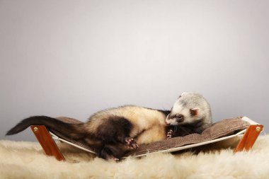 Genç ve güzel gelincik erkek portre Studio