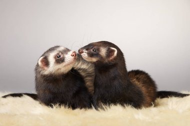 Genç ve güzel gelincik çift portre Studio