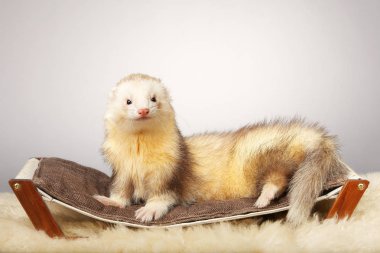 Güzel genç erkek portre Studio yaban gelinciği