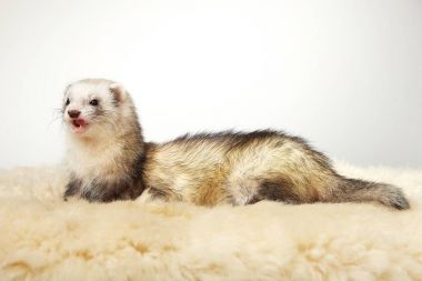 Çok kadın portre Studio yaban gelinciği