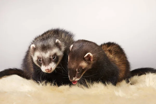 Joli Portrait Couple Furet Studio — Photo