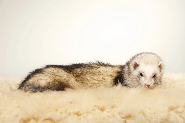 Pěkné Mladé Ferret Ženský Portrét Studiu — Stock fotografie