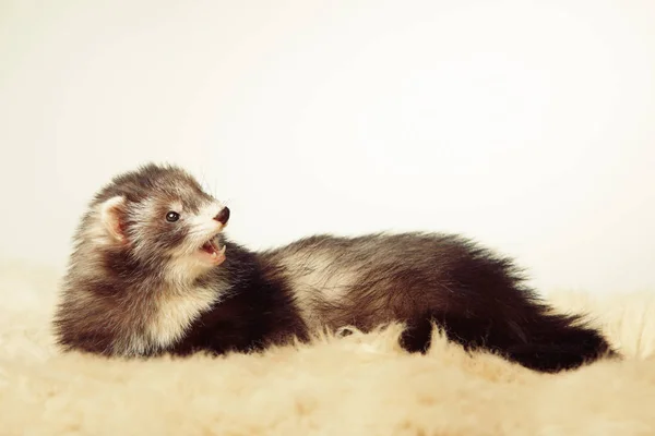 Hübsches Angora Frettchen Porträt Studio — Stockfoto