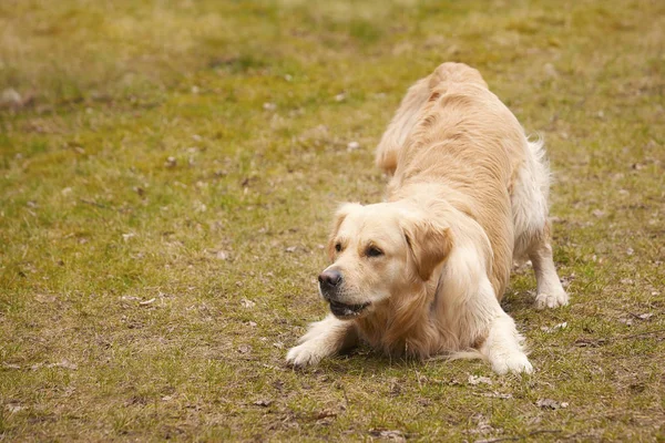 Golden Retriever Opleggen Van Vroege Voorjaar Park Locatie — Stockfoto