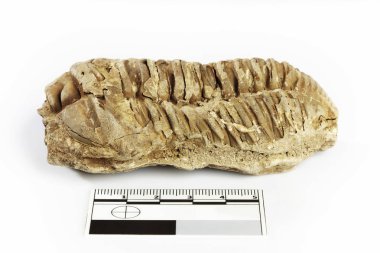 Muhtemelen Fas ölçek ve beyaz arka plan üzerinde ölçü ile belgelenmiş bulunan trilobite fosil