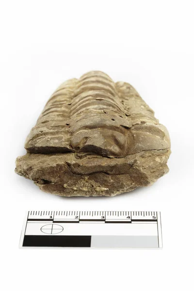 Fossile Trilobite Trouvé Probablement Maroc Documenté Avec Échelle Mesure Sur — Photo