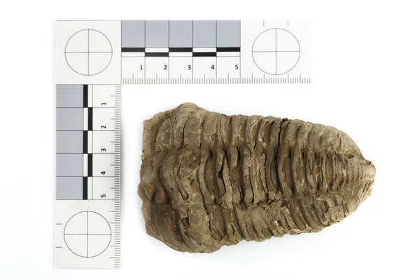 Trilobite Fossil Found Probably Morocco Documented Scale Measure White Background — Stock Photo, Image