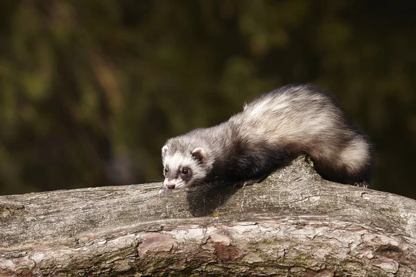 Standardfarbiges Frettchen Sitzt Auf Einem Baum Und Genießt Seinen Spaziergang — Stockfoto