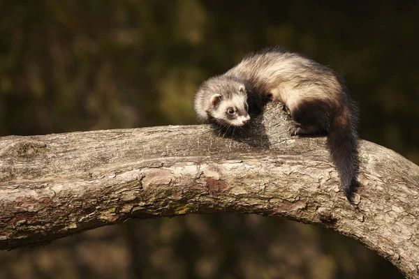 Standard Color Ferret Sitting Tree Enjoying Walk Game Park — Stock Photo, Image