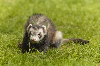 Sevimli güzel Standart renk ferret Bahar park taze yeşil çimenlerin üzerinde