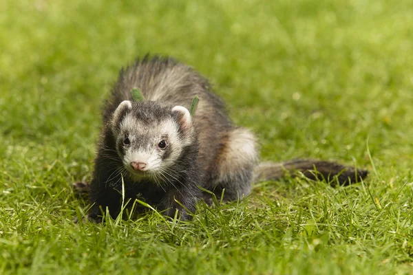 Sevimli güzel Standart renk ferret Bahar park taze yeşil çimenlerin üzerinde