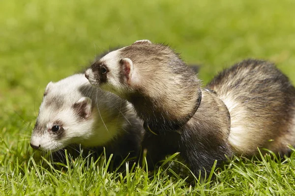 Joli Couple Furets Sur Herbe Verte Fraîche Dans Parc Printemps — Photo