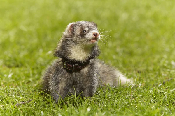 美丽的黑鼬在新绿草在春天公园 — 图库照片