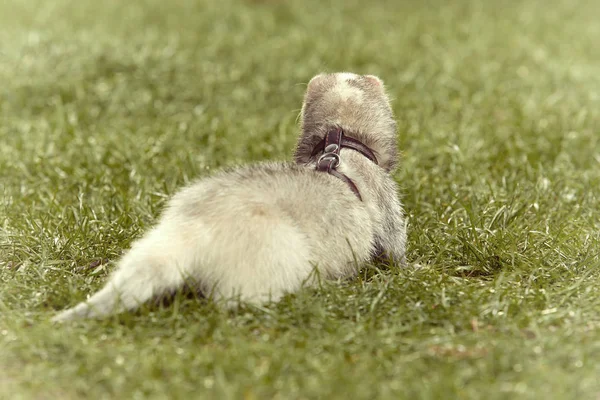 Nice Light Color Ferret Back Green Grass Spring Park — Stock Photo, Image