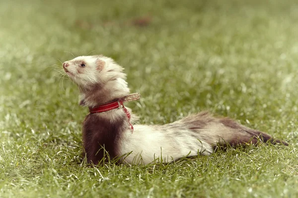 Güzel angora ferret Bahar park Taze çimenlerin üzerinde