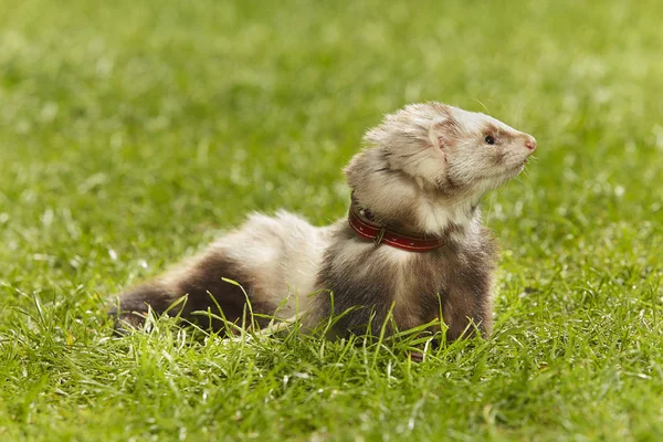 Nice Angora Ferret Fresh Green Grass Spring Park — Stock Photo, Image