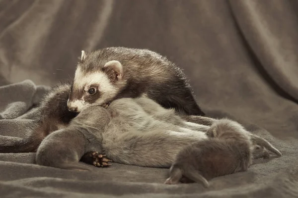 Ferret Mãe Cuidar Seus Bebês Três Semanas Idade Deitado Para — Fotografia de Stock