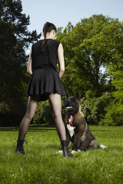 Cachorro Macho Jovem Cão Akita Americano Preste Atenção Seu Proprietário — Fotografia de Stock