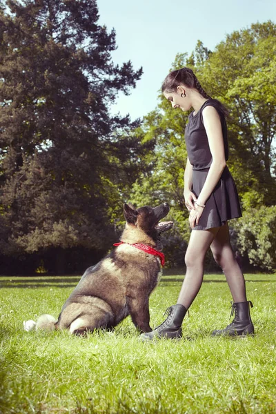 Cachorro Macho Jovem Cão Akita Americano Que Comunica Com Seu — Fotografia de Stock