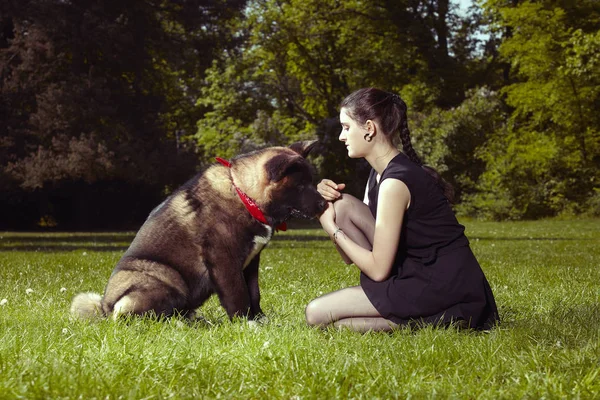 Giovane Cucciolo Maschio American Akita Cane Godendo Parco Con Suo — Foto Stock