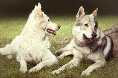 Birkaç gri wolfdog ve swiss beyaz shepheard üzerinde portre bahar Parkı