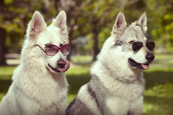 Пара Сірих Вовчих Собак Білих Шефарок Сонцезахисними Окулярами Весняному Парку — стокове фото