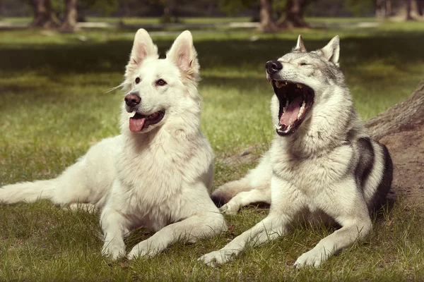 Paar Grijze Wolfhond Zwitserse Witte Shepheard Portret Voorjaar Park — Stockfoto