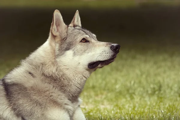 Gray Wolfdog Detail Portrait Spring Park — Stock Photo, Image