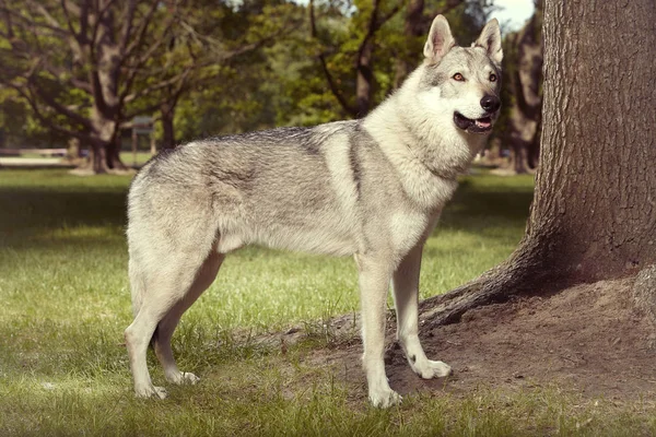 Νέοι Γκρι Wolfdog Που Διαμένουν Για Πορτρέτο Στο Πάρκο Άνοιξη — Φωτογραφία Αρχείου