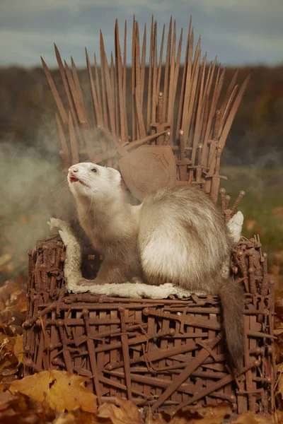 Furet Couleur Claire Sur Modèle Chaise Élégante Épées Rouillées — Photo