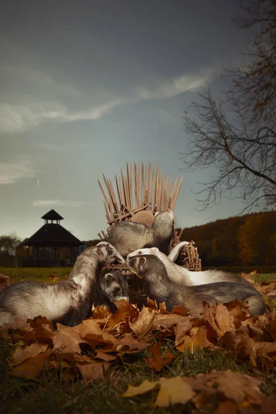 Ferret group with their queen on throne