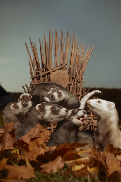 Ferret group with their queen on throne