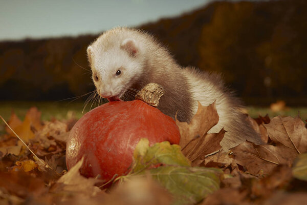 Ferrets in autumn sunny park posing in leaves
