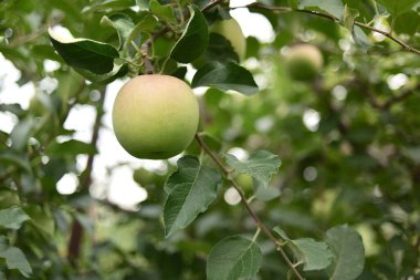Japonya 'daki hasattan önce ağaçtaki lezzetli elma.