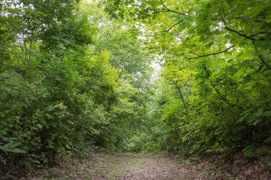 Japon ormanında bir patika..
