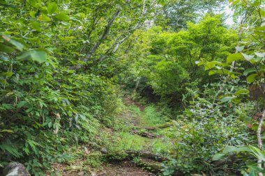 Ormanda ve dağlarda yürürken Iiyama 'nın çarpıcı güzelliğini tecrübe edin..