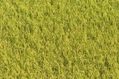 Iiyama 'daki pirinç tarlası, Japon Alplerindeki Nagano Bölgesi..