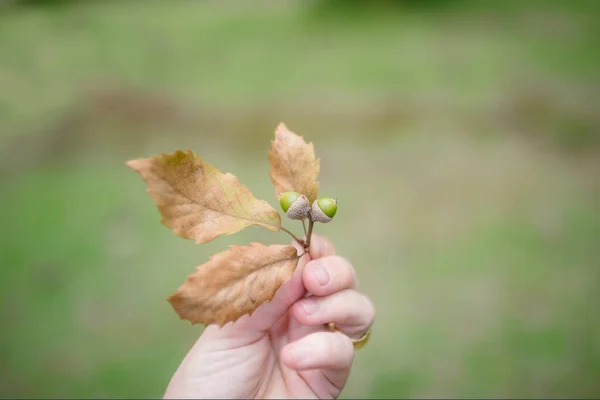 Hand is holding and showing an oak branch with acorns.