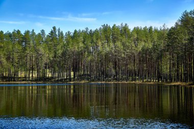 Ormanın arka planında göl